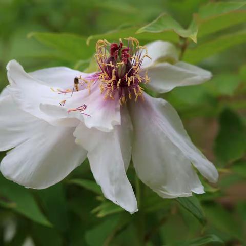 落英缤纷，残香犹存