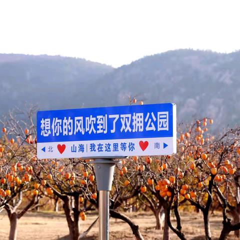 柿映初冬 硕果累累