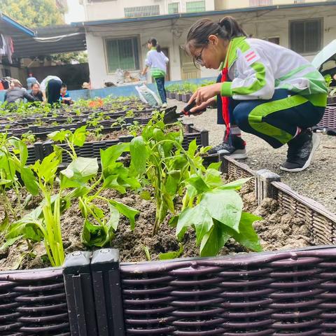 人勤春早 未来可期——桦珑学校四年级小太阳大队劳动实践基地（种植篇）