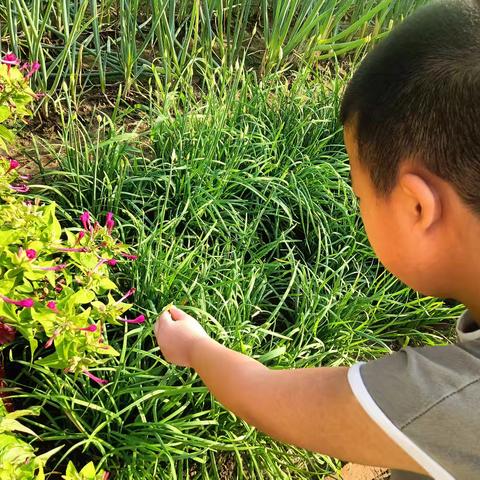 探索植物奥秘，让成长“自然”发生                                       ——暑期研学之旅