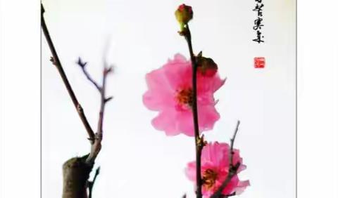 顺学而教，教研共话心声——教研活动