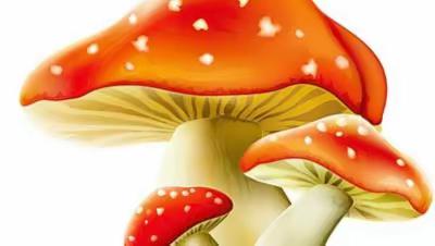 一颗蘑菇的人间旅行
