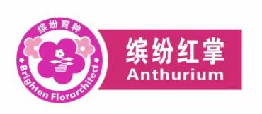 缤纷红掌产品介绍