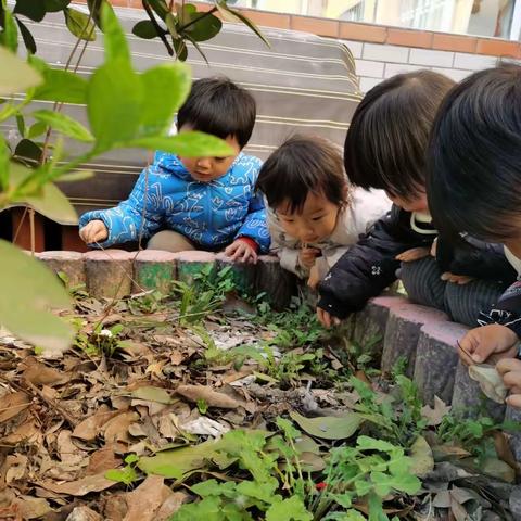 《可爱的小蚂蚁》——市直一幼小三班生成课程