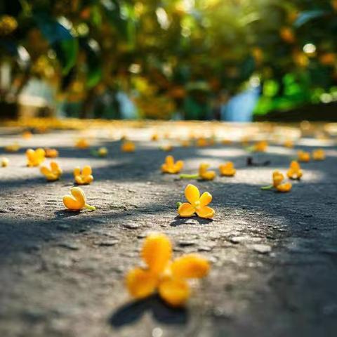 研文言之法  品古文之韵