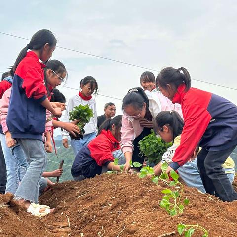 播下希望     收获成长 一一个旧市保和莫贾小学开心农场创建历程