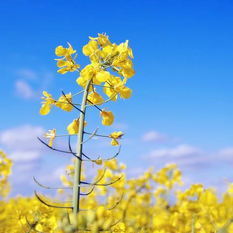 踏浪前行风正劲 不负韶华争朝夕——记北城英才学校教师信息素养提升第二期线上培训