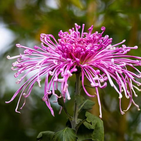 西安植物园菊花展之盆菊