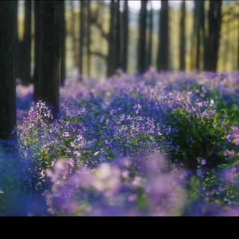 四年级数学平面图形面积的复习---“小设计师”的挑战