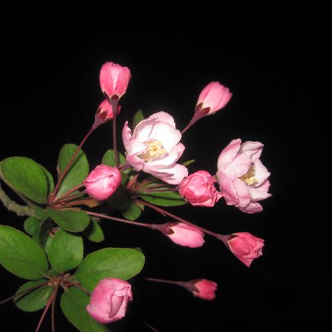 聚焦“单位1”：解锁分数的意义