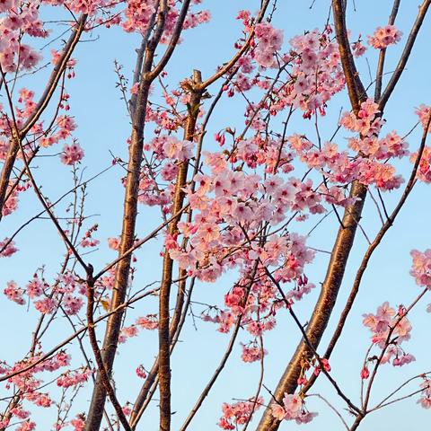 “分月饼”中的数学---分数与除法的关系