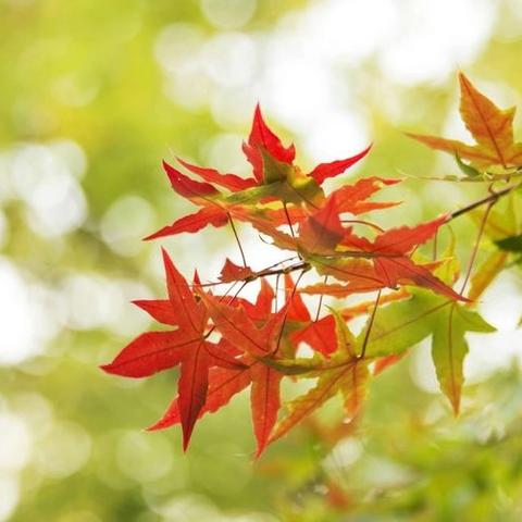 九月秋风拂校园 ﻿文明礼仪润心田 ﻿——初中部学生行为习惯养成教育活动纪实