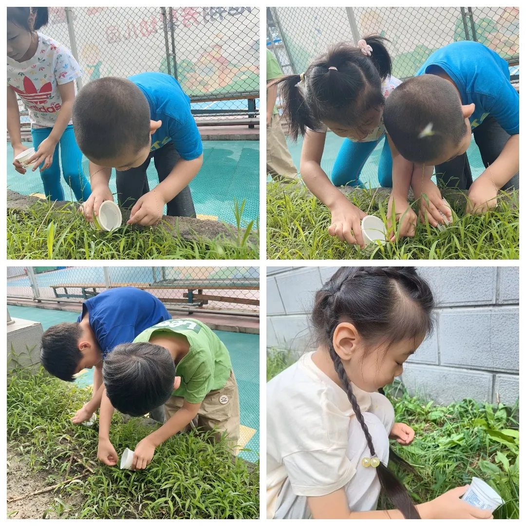 简篇-【芳馨百草·节气课程】秋风生白露,落叶凝寒霜——大一班白露节气活动