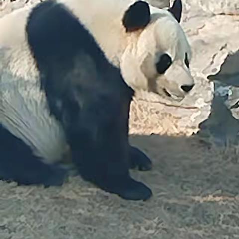 济南动物园亲子一日游攻略