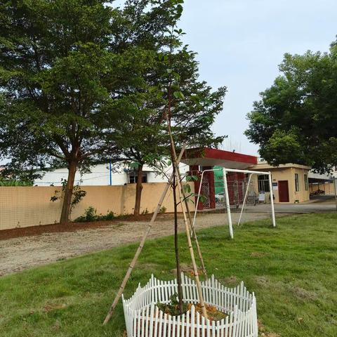 珍稀树种进校园