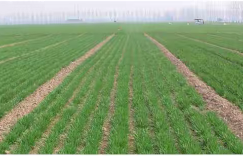 如何把握小麦丰收的主动权---2023年小麦第一次喷肥的重要性