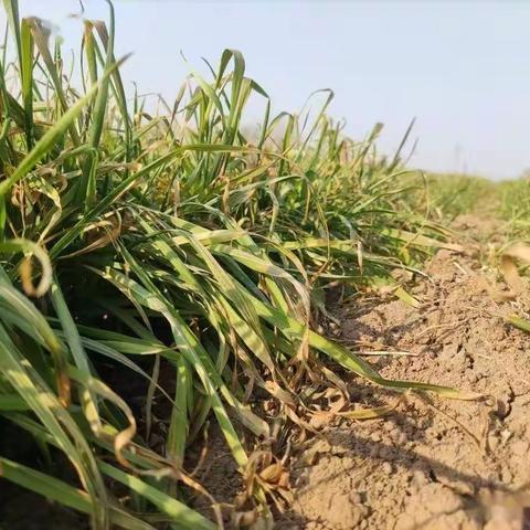 小麦需要浇开春水吗？