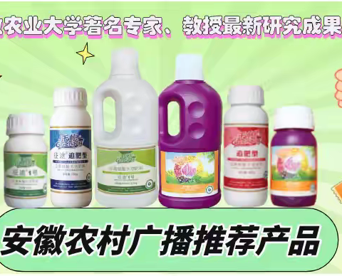 小麦叶片、叶尖紫红？