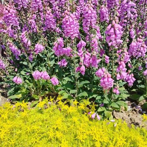 花开富贵时，心事自坚强