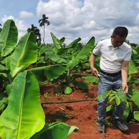 澄迈县热带作物服务中心｜开展“桦加沙”台风生产技术指导工作