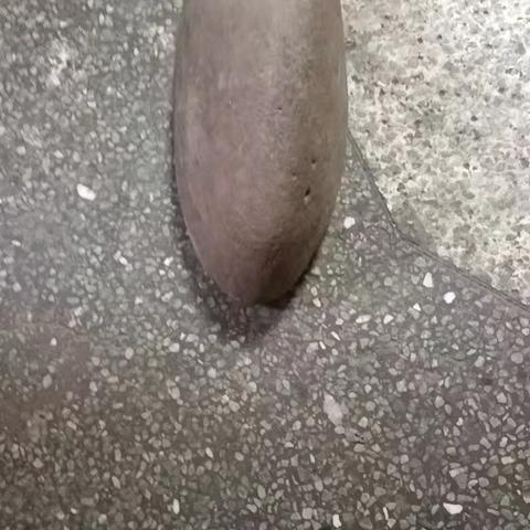 椿下奇石遇善人 文脉流转见初心