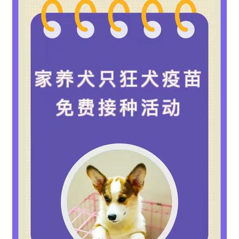 呵护爱犬   从“针”做起——洛川县畜牧中心开展狂犬疫苗免费接种活动