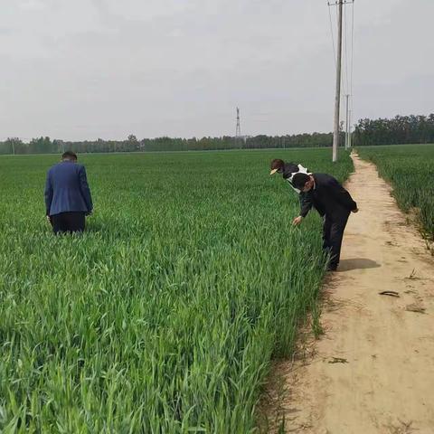 防控小麦条锈病，助力夏粮丰产丰收——龙山街道开展小麦条锈病监测踏查培训工作