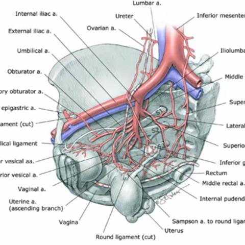 骨盆髋臼解剖之血管神经第一部分