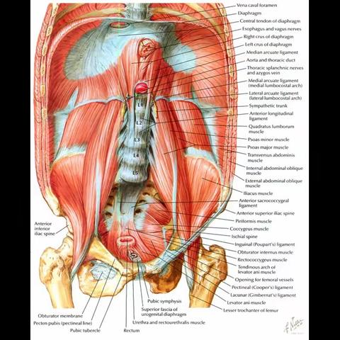 骨盆髋臼解剖之肌肉
