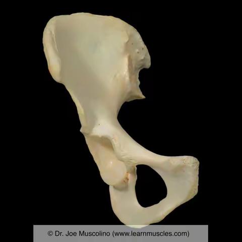骨盆髋臼解剖之骨骼韧带
