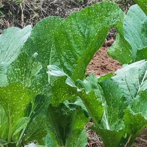 稼穑励行育桃李 附中劳育谱新章 ———连平县附城中学劳动教育实践基地篇