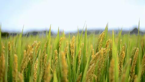 以终为始  同心同行 跬步千里—兵团董海涛名班主任工作室线上活动