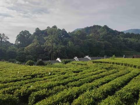 【茶马古道再出发】游历茶马古道，领略风土人情