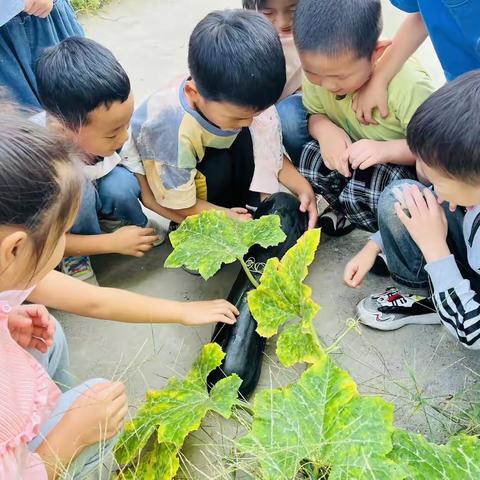 南瓜乐园的奇妙之旅——马坡镇九段幼儿园大班幼儿种植区探索活动