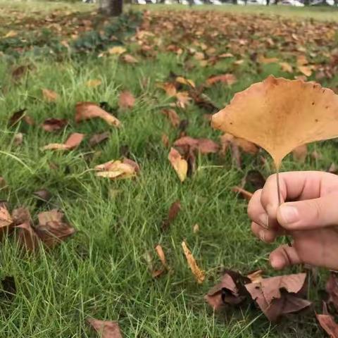 “多姿多彩的树叶”——廊坊市第二十五小学五年级组深秋主题活动