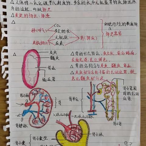 七年级14班优秀生物笔记整理。认真的态度成就优秀的你！