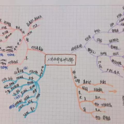 学生优秀思维导图生物笔记作品展
