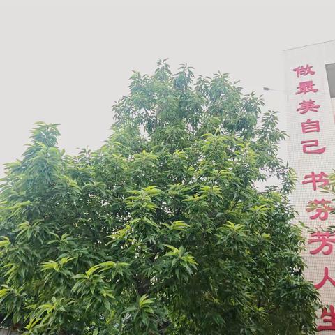 玉兰故事会（第四期）