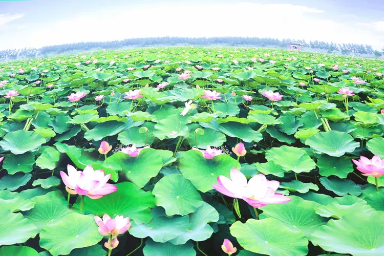 半马逐梦 美景同行——奔跑在白云湖的画卷中 