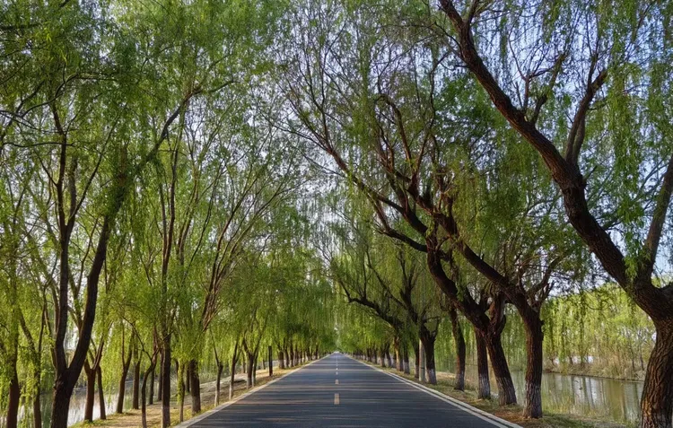 简篇-【水乡白云】半马逐梦 美景同行——奔跑在白云湖的画卷中