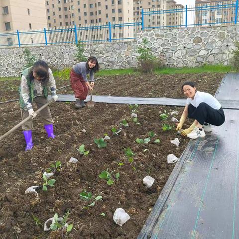茄子田里的成长课： ﻿林海实验小学 三年一班劳动教育融合实践纪实