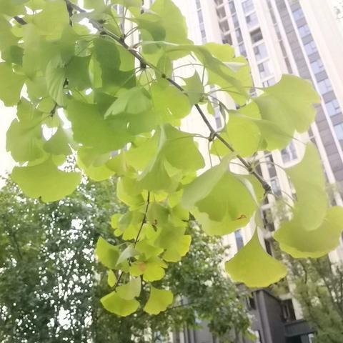 盛世滨江府安宇物业2024.9月