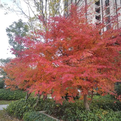 盛世滨江府安宇物业2024.11