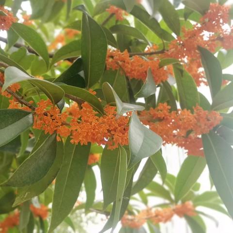 盛世滨江府安宇物业2025.9