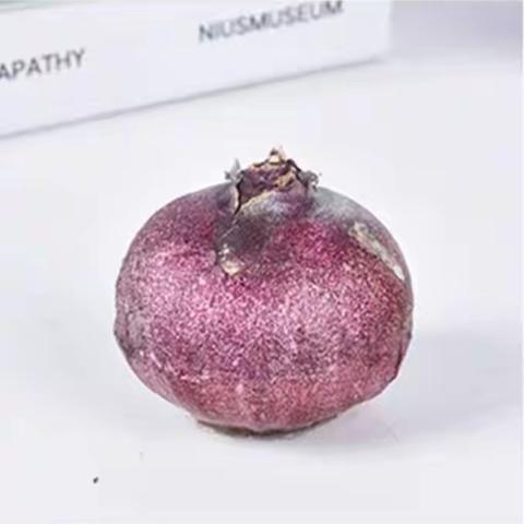 水培风信子观察记录