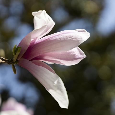 色如白云美若仙