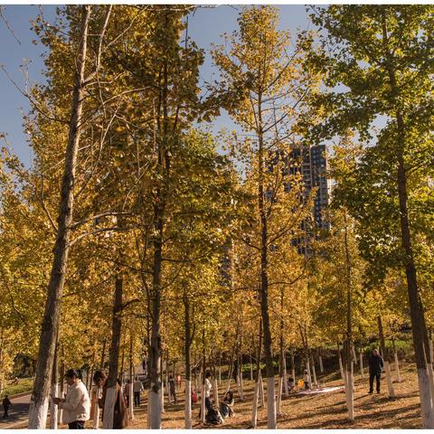 又是一年银杏黄