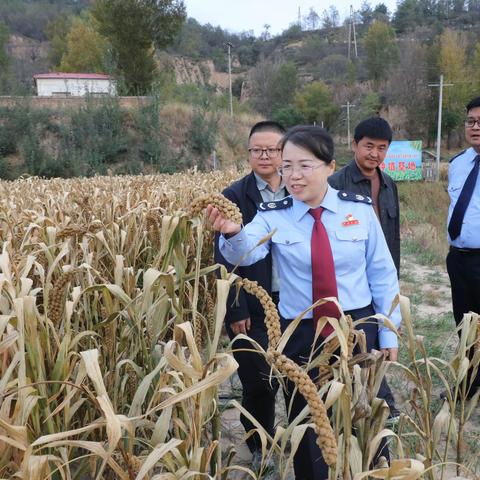 粮谷满地丰收在望  巩固帮扶真情尽显——国家税务总局志丹县税务局党委一行赴帮扶村调研