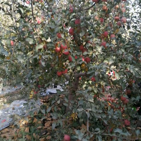 美丽苹果园，溢彩秋光灿；欢乐采摘处，盈香甜蜜浓——草湖苹果园游记