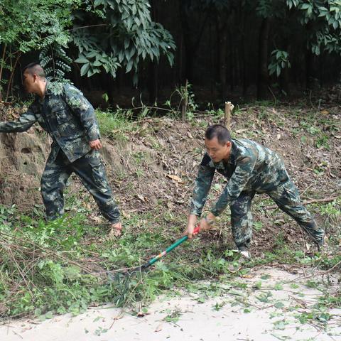 广坝分公司聚焦主业，建标准胶园